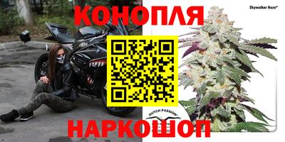 гашик Новозыбков